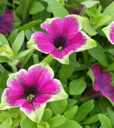 Petunia Supertunia® Picasso in Purple®